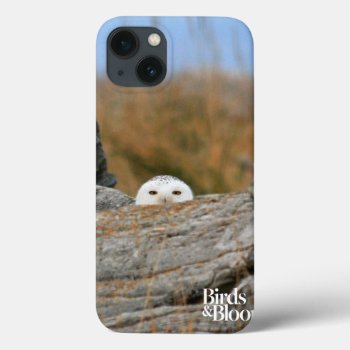 Snowy Owl Iphone 13 Case by birdsandblooms at Zazzle