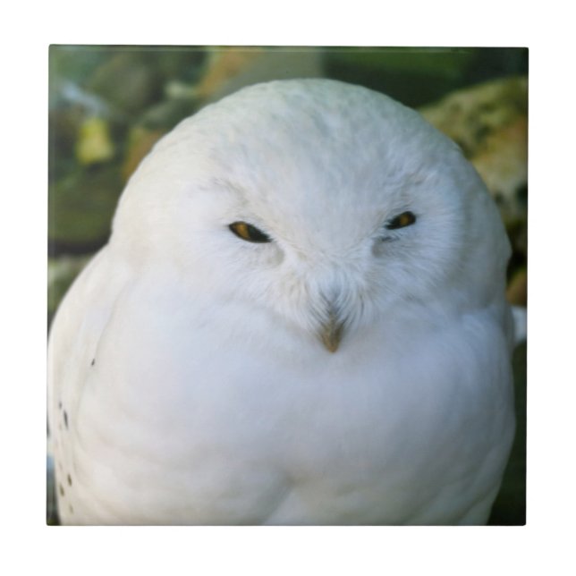 Snowy Owl Ceramic Tile (Front)