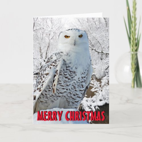 Snowy owl Christmas Card