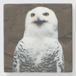 Snowy Owl coastera Stone Coaster