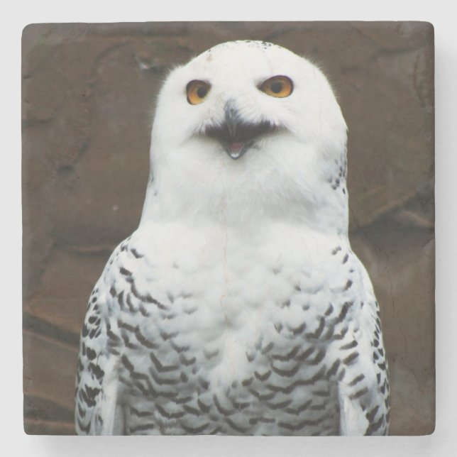 Snowy Owl coastera Stone Coaster (Front)