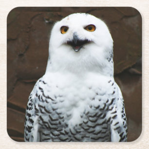 Snowy Owl coastercna Square Paper Coaster