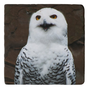 Snowy Owl coastercnm Trivet