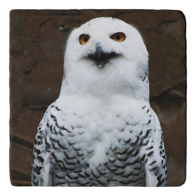 Snowy Owl coastercnm Trivet (Front)