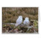 Snowy Owl Couple