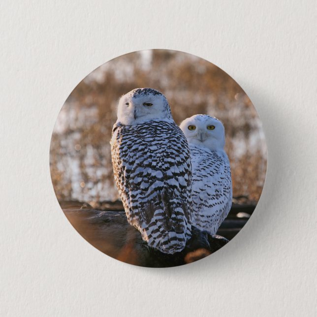 Snowy Owl Couple Button (Front)