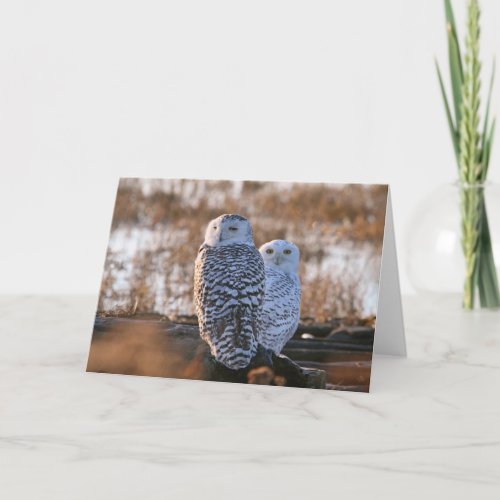 Snowy Owl Couple Card