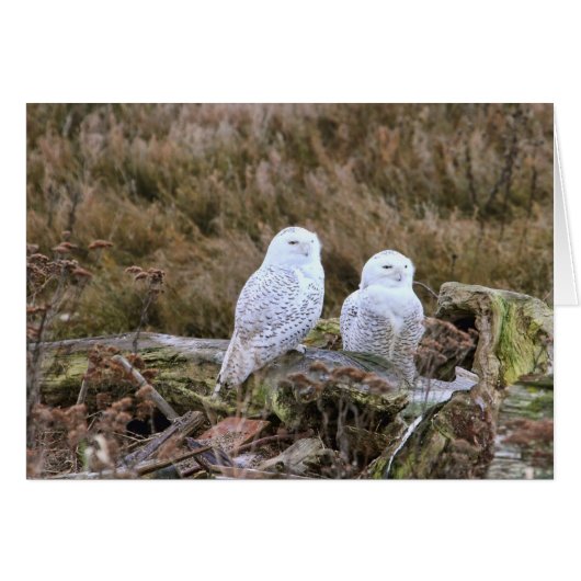 Snowy Owl Couple Cards (Front Horizontal)