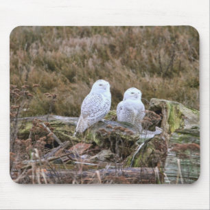 Snowy Owl Couple Mouse Pad