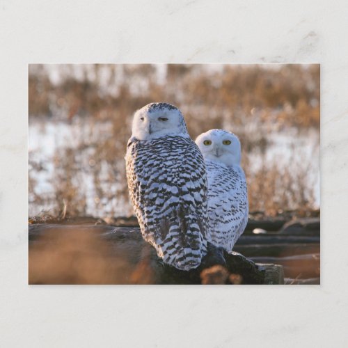 Snowy Owl Couple Postcard