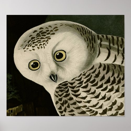 Snowy Owl detail Audubon Fine Birds America Poster