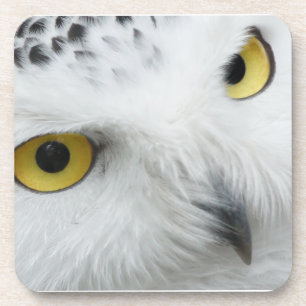 Snowy Owl Eyes Drink Coaster
