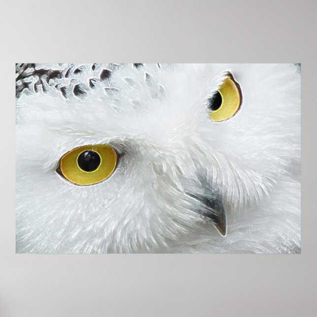 SNOWY OWL EYES POSTER (Front)