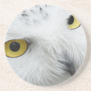 Snowy Owl Eyes Sandstone Coaster
