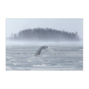 Snowy Owl Flying In Winter Acrylic Print