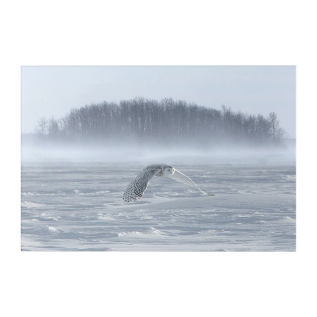 Snowy Owl Flying In Winter Acrylic Print (Front)