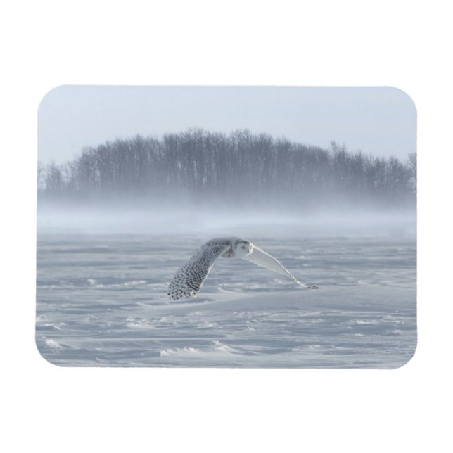 Snowy Owl Flying In Winter Magnet (Horizontal)