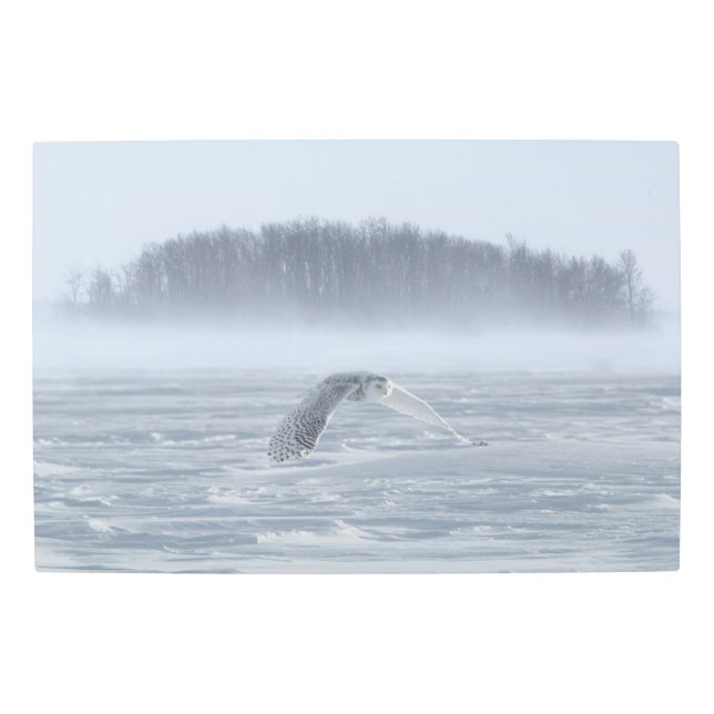 Snowy Owl Flying In Winter Metal Print (Front)