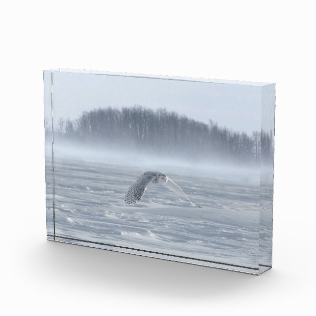 Snowy Owl Flying In Winter Photo Block (Right)