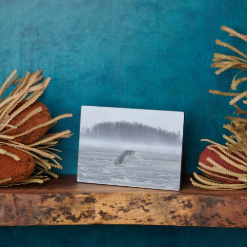 Snowy Owl Flying In Winter Plaque