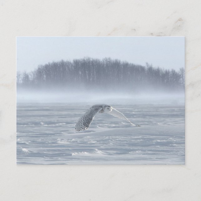 Snowy Owl Flying In Winter Postcard (Front)