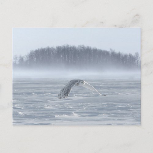 Snowy Owl Flying In Winter Postcard