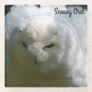 Snowy Owl Glass Coaster