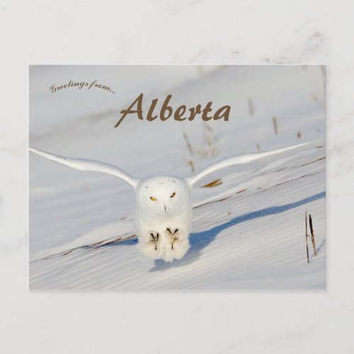 Snowy Owl In Albert Canada Postcard