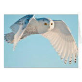 Snowy Owl in flight (Front Horizontal)
