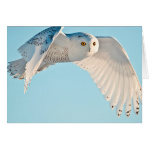 Snowy Owl in flight