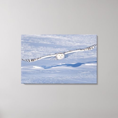 Snowy Owl in flight 2 Canvas Print