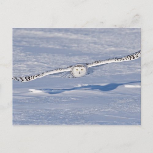 Snowy Owl in flight 2 Postcard
