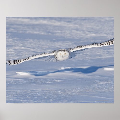 Snowy Owl in flight 2 Poster