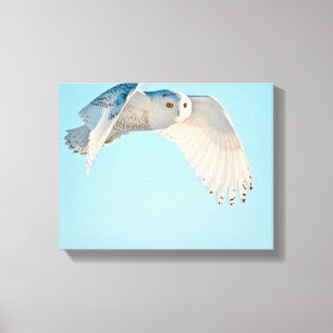 Snowy Owl in flight Canvas Print