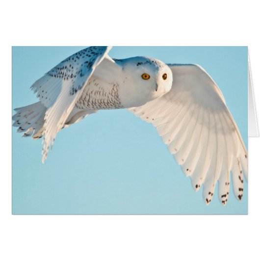 Snowy Owl in flight Cards (Front Horizontal)