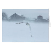 Snowy Owl In Flight In Winter (Front Horizontal)