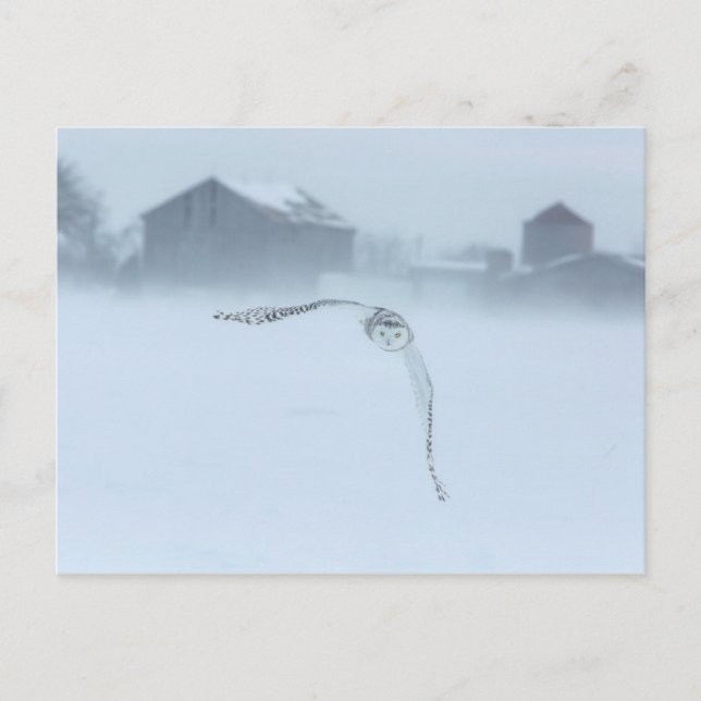 Snowy Owl In Flight In Winter Postcard (Front)