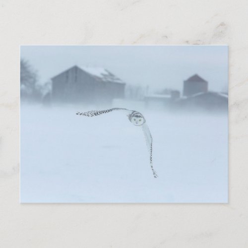 Snowy Owl In Flight In Winter Postcard