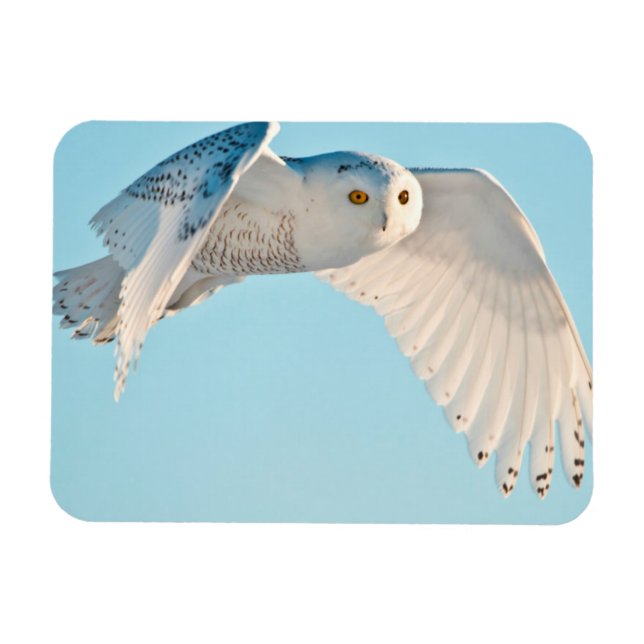 Snowy Owl in flight Magnet (Horizontal)