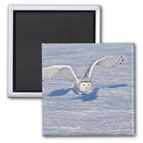 Snowy Owl in flight Magnet