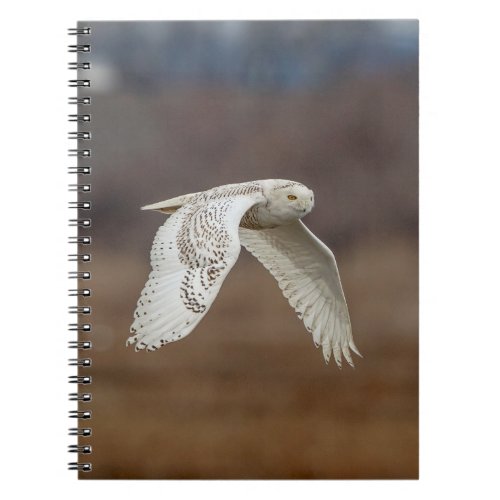 Snowy owl in flight notebook