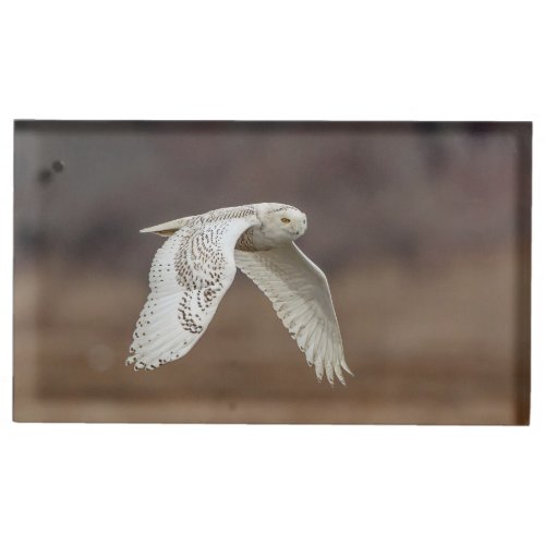 Snowy owl in flight place card holder