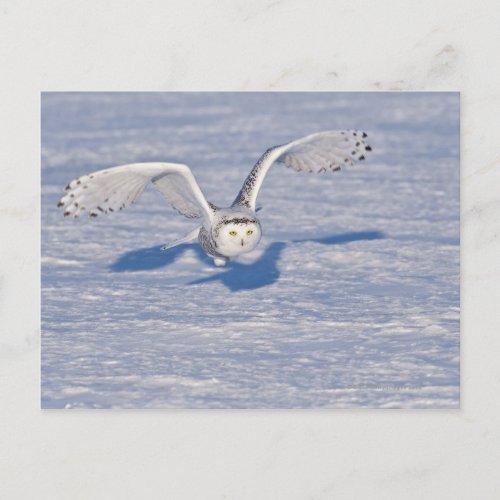 Snowy Owl in flight Postcard