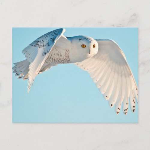 Snowy Owl in flight Postcard