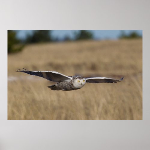 Snowy Owl in Flight Poster