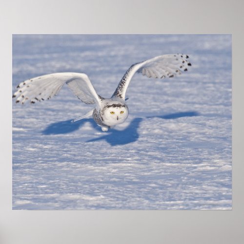 Snowy Owl in flight Poster
