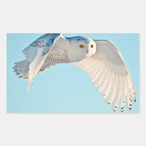 Snowy Owl in flight Rectangular Sticker