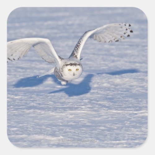 Snowy Owl in flight Square Sticker