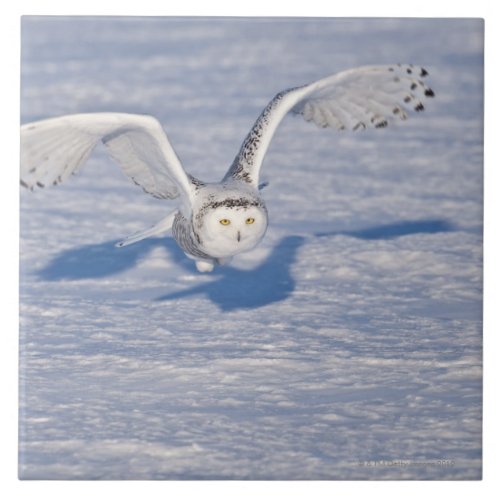 Snowy Owl in flight Tile