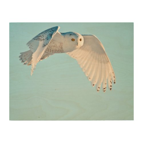 Snowy Owl in flight Wood Wall Decor